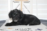 Max, a male Yorkipoo for sale in Richland, MO – 2 of 10