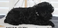 Cooper, a male Yorkipoo for sale in Richland, MO – 8 of 10