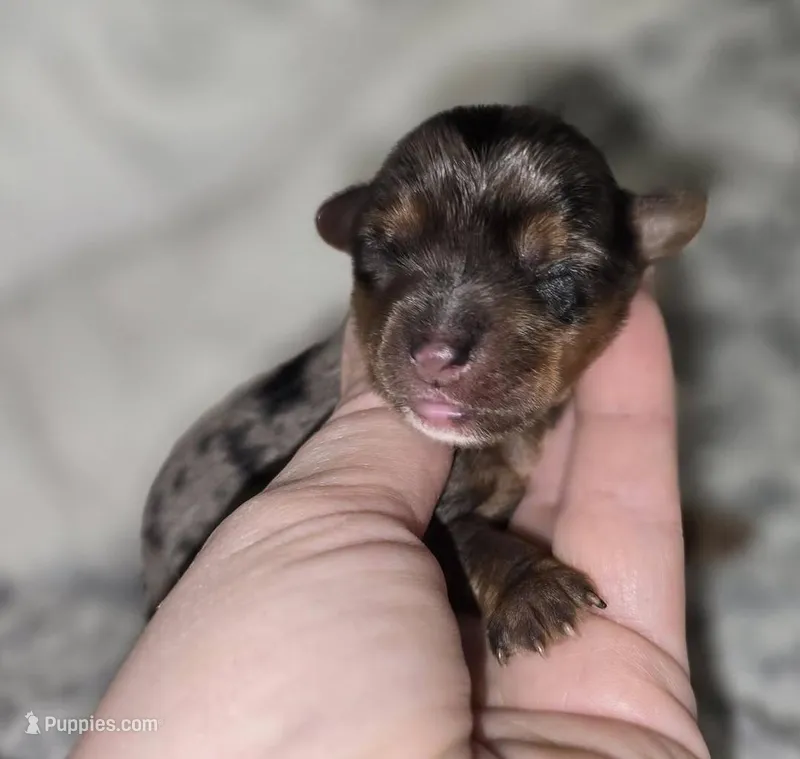 Divine – Yorkshire Terrier puppy for sale in Camdenton, MO