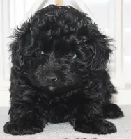 Cooper, a male Yorkipoo for sale in Richland, MO – 6 of 10