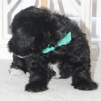 Max, a male Yorkipoo for sale in Richland, MO – 6 of 10