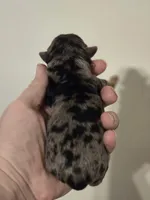 Breck, a male Yorkshire Terrier for sale in Camdenton, MO – Photo 2 of 2