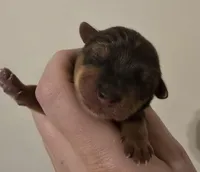 Breck, a male Yorkshire Terrier for sale in Camdenton, MO – Photo 1 of 2