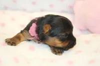 Happy, a female Yorkshire Terrier for sale in Camdenton, MO – Photo 5 of 8