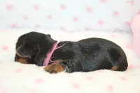 Happy, a female Yorkshire Terrier for sale in Camdenton, MO – Photo 3 of 8