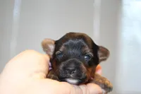 Happy, a female Yorkshire Terrier for sale in Camdenton, MO – Photo 7 of 8