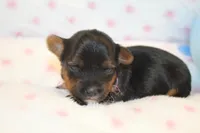 Happy, a female Yorkshire Terrier for sale in Camdenton, MO – Photo 8 of 8