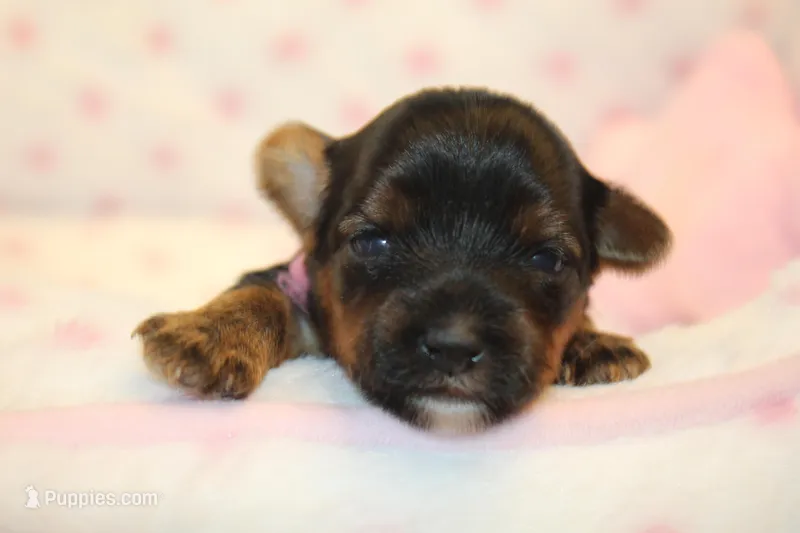 Happy – Yorkshire Terrier puppy for sale in Camdenton, MO