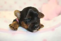 Happy, a female Yorkshire Terrier for sale in Camdenton, MO – Photo 2 of 8