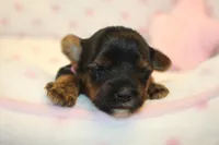 Happy, a female Yorkshire Terrier for sale in Camdenton, MO – Photo 6 of 8