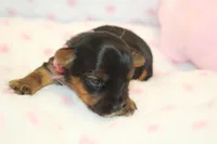 Happy, a female Yorkshire Terrier for sale in Camdenton, MO – Photo 4 of 8