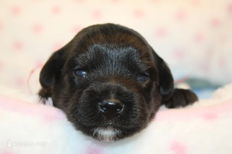 Awsome – Yorkipoo puppy for sale in Camdenton, MO