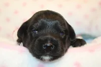 Awsome, a male Yorkipoo for sale in Camdenton, MO – Photo 1 of 7