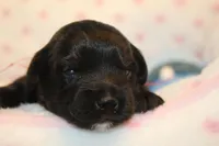 Awsome, a male Yorkipoo for sale in Camdenton, MO – Photo 5 of 7