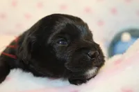 Awsome, a male Yorkipoo for sale in Camdenton, MO – Photo 6 of 7