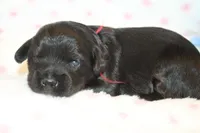 Awsome, a male Yorkipoo for sale in Camdenton, MO – Photo 3 of 7