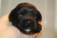 Awsome, a male Yorkipoo for sale in Camdenton, MO – Photo 7 of 7