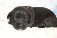 Awsome, a male Yorkipoo for sale in Camdenton, MO – Photo 2 of 7