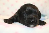 Awsome, a male Yorkipoo for sale in Camdenton, MO – Photo 4 of 7