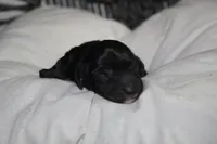 Chanel, a female Yorkipoo for sale in Camdenton, MO – Photo 5 of 6