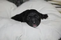 Chanel, a female Yorkipoo for sale in Camdenton, MO – Photo 6 of 6