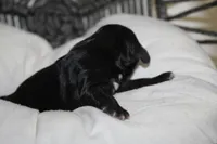 Chanel, a female Yorkipoo for sale in Camdenton, MO – Photo 2 of 6