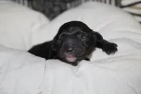 Chanel, a female Yorkipoo for sale in Camdenton, MO – Photo 1 of 6