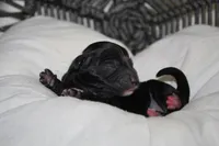 Chanel, a female Yorkipoo for sale in Camdenton, MO – Photo 4 of 6