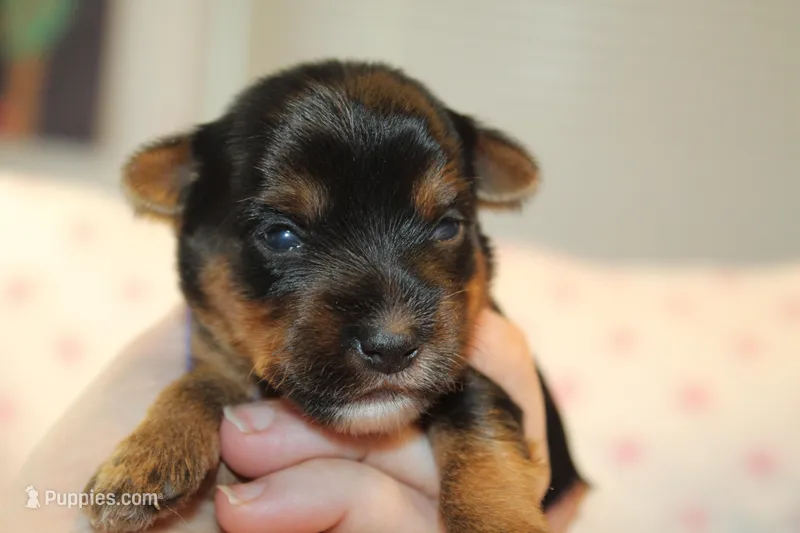 Clever – Yorkshire Terrier puppy for sale in Camdenton, MO