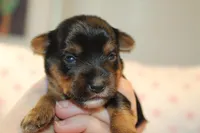 Clever, a male Yorkshire Terrier for sale in Camdenton, MO – Photo 1 of 4