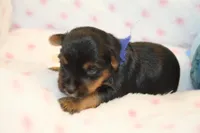 Clever, a male Yorkshire Terrier for sale in Camdenton, MO – Photo 2 of 4