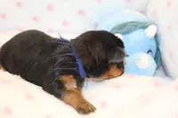 Clever, a male Yorkshire Terrier for sale in Camdenton, MO – Photo 3 of 4