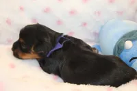 Clever, a male Yorkshire Terrier for sale in Camdenton, MO – Photo 4 of 4