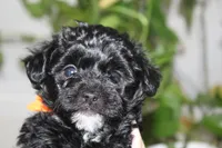 Chloe, a female Yorkipoo for sale in Richland, MO – 3 of 10