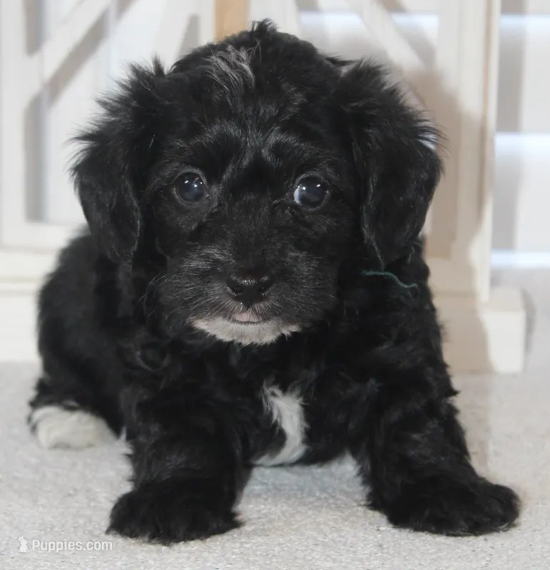 Max – Yorkipoo puppy for sale in Richland, MO