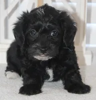Max, a male Yorkipoo for sale in Richland, MO – 1 of 10