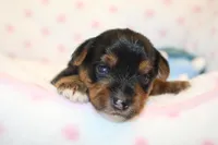 Thoughtful, a male Yorkshire Terrier for sale in Camdenton, MO – Photo 7 of 10