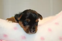 Thoughtful, a male Yorkshire Terrier for sale in Camdenton, MO – Photo 6 of 10