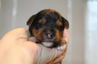 Thoughtful, a male Yorkshire Terrier for sale in Camdenton, MO – Photo 10 of 10