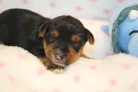 Thoughtful, a male Yorkshire Terrier for sale in Camdenton, MO – Photo 5 of 10