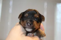 Thoughtful, a male Yorkshire Terrier for sale in Camdenton, MO – Photo 2 of 10