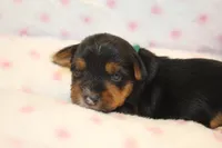 Thoughtful, a male Yorkshire Terrier for sale in Camdenton, MO – Photo 3 of 10