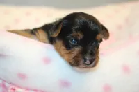 Thoughtful, a male Yorkshire Terrier for sale in Camdenton, MO – Photo 4 of 10