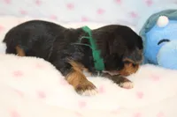 Thoughtful, a male Yorkshire Terrier for sale in Camdenton, MO – Photo 8 of 10