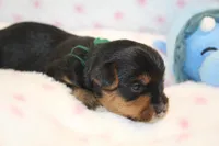 Thoughtful, a male Yorkshire Terrier for sale in Camdenton, MO – Photo 9 of 10