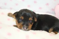 Thoughtful, a male Yorkshire Terrier for sale in Camdenton, MO – Photo 1 of 10