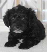 Max, a male Yorkipoo for sale in Richland, MO – 7 of 10