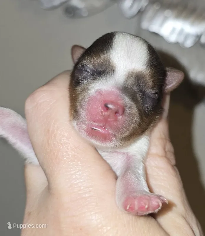 Dean – Yorkshire Terrier puppy for sale in Richland, MO