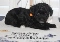 Chloe, a female Yorkipoo for sale in Richland, MO – 9 of 10