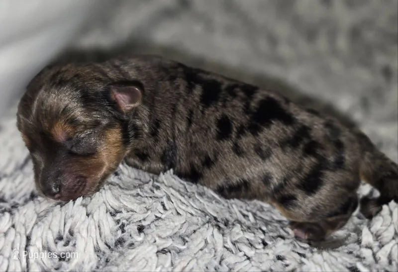 Loyal – Yorkshire Terrier puppy for sale in Camdenton, MO